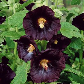 Blacknight, Hollyhock Seeds
